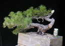 بونسای کاج سیاه